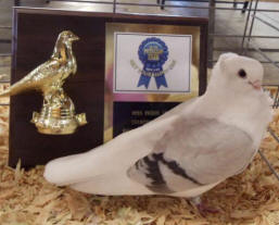Best in Show Western Washington State Fair - Old German Owl Pigeon