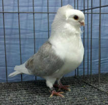2012 NPA Florida Grand National Champion - Old German Owl Pigeon